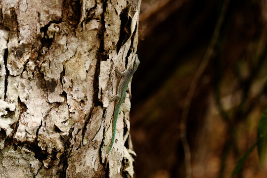 Cheke's day gecko (Phelsuma abbotti chekei) on the bark of a tree at Andrafiamena-Andavakoera Protected Area near Anjahankely in northern Madagascar