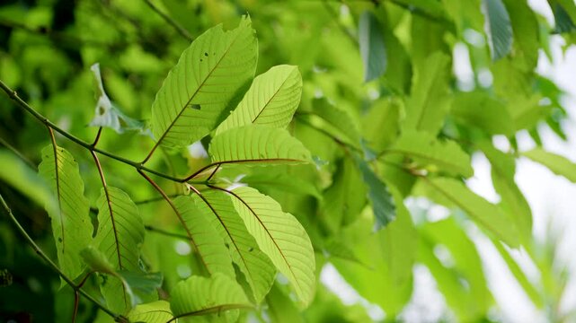 Kratom leaves Kratom sapling (Mitragyna speciose) green Is a type of drug. are a traditional herbal medicine for locals in Thailand.