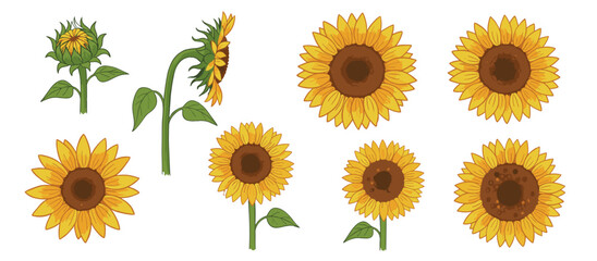 Illustrations of sunflowers in different stages of bloom, from closed buds to fully open flowers, with green stems and leaves on a white background.