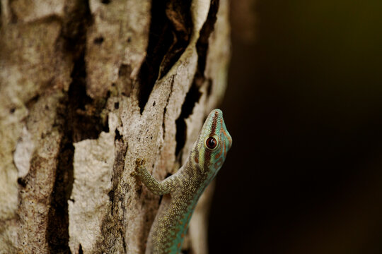 Closeup of a Cheke's day gecko (Phelsuma abbotti chekei) on the bark of a tree at Andrafiamena-Andavakoera Protected Area near Anjahankely in northern Madagascar