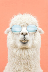 Obraz premium Alpaca wearing sunglasses and smiling against a pink background 