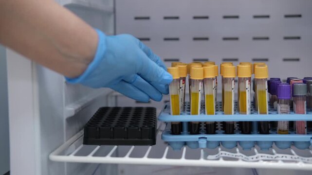 Laboratory technician in blue gloves retrieves blood sample tube from refrigerator shelf containing various test tubes and storage racks for medical analysis