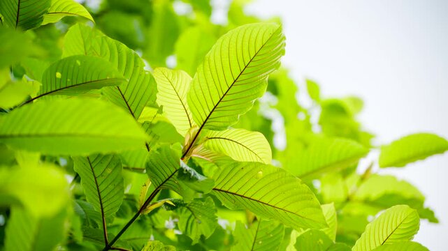 Kratom leaves Kratom sapling (Mitragyna speciose) green Is a type of drug. are a traditional herbal medicine for locals in Thailand.