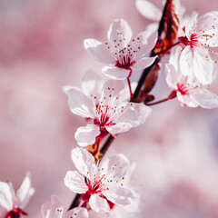 Fototapeta premium arbre fruitiers en fleurs. Fleurs roses sur un arbre printanier. Floraison d'un cerisier au printemps. Prunus en fleurs. Cerisier en fleurs au printemps