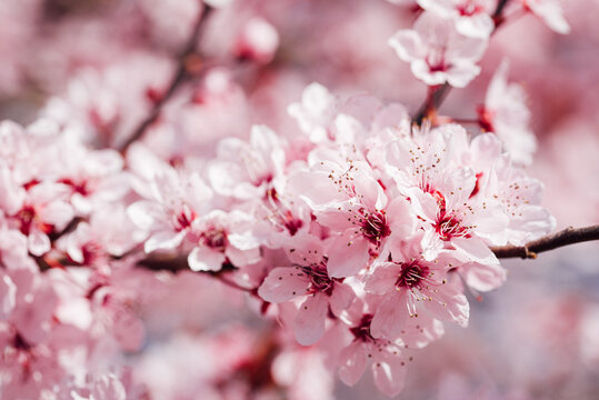 arbre fruitiers en fleurs. Fleurs roses sur un arbre printanier. Floraison d'un cerisier au printemps. Prunus en fleurs. Cerisier en fleurs au printemps