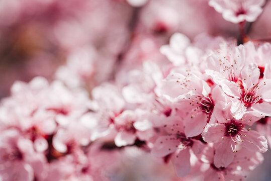 arbre fruitiers en fleurs. Fleurs roses sur un arbre printanier. Floraison d'un cerisier au printemps. Prunus en fleurs. Cerisier en fleurs au printemps