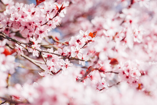arbre fruitiers en fleurs. Fleurs roses sur un arbre printanier. Floraison d'un cerisier au printemps. Prunus en fleurs. Cerisier en fleurs au printemps