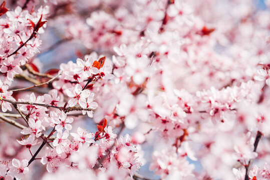 arbre fruitiers en fleurs. Fleurs roses sur un arbre printanier. Floraison d'un cerisier au printemps. Prunus en fleurs. Cerisier en fleurs au printemps
