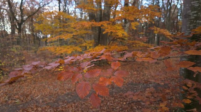 Serene Static Slow Motion Close Up Of Rusty Beech Branch With Beautiful Blurred Golden Forest Background
