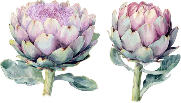 watercolor artichoke flower clipart, isolated on a white background, in two different poses and angles