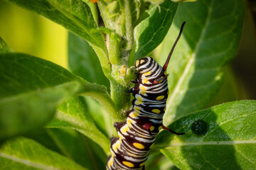 Naklejka premium Colorful Caterpillar eating green leaves. Selective focus