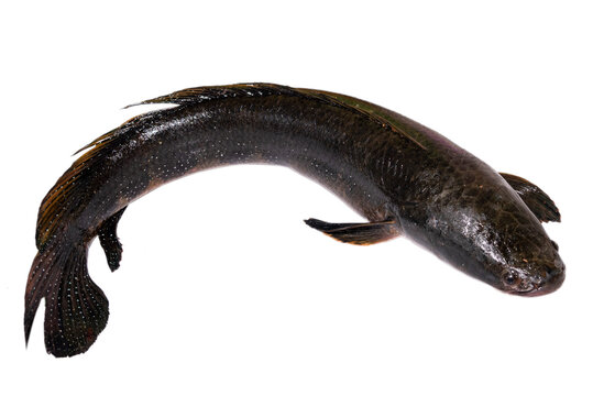 Big size snakehead fish (channa striata) on white background closeup. channa striata freshwater fish