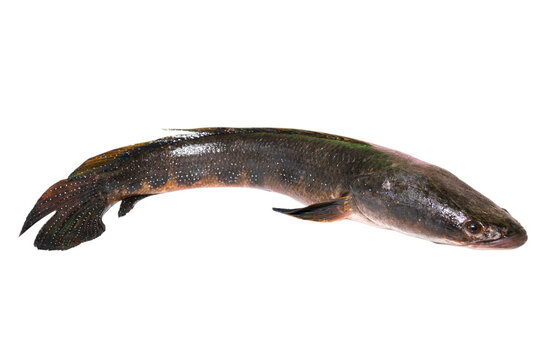 Big size snakehead fish (channa striata) on white background closeup. channa striata freshwater fish