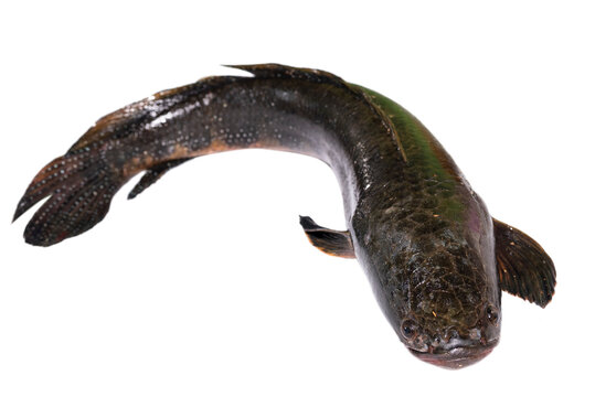 Big size snakehead fish (channa striata) on white background closeup. channa striata freshwater fish