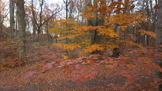 Peaceful Slow Motion Pan Left Close Up Of Rusty Beech Branch Framing Blurred Autumn Forest Background Copy Space