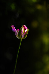 pink and white flower © Paul