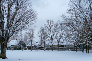 冬木立の雪景色
