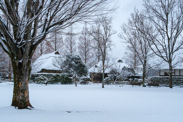 茅葺屋根と冬木立