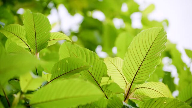 Kratom leaves Kratom sapling (Mitragyna speciose) green Is a type of drug. are a traditional herbal medicine for locals in Thailand.