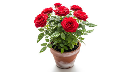 Obraz premium Beautiful Red Miniature Roses in a Terracotta Clay Pot Isolated on White Background
