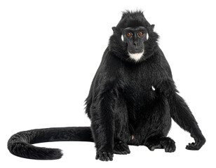 Fototapeta premium Black tufted monkey sitting with long tail and expressive orange eyes