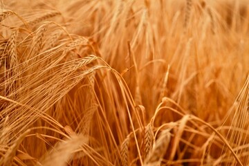 Naklejka premium Golden wheat field in the sun, close-up view of ripe ears of grain ready for harvest