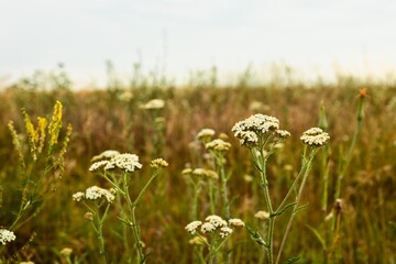Delicate white yarrow flowers bloom in a sun-drenched meadow with a soft focus background © shine.graphics