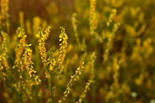 Delicate yellow sweet clover flowers bloom in a sun-drenched meadow during summer