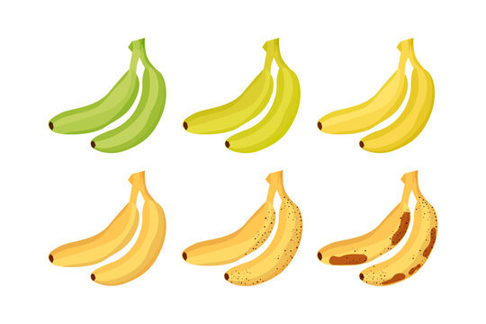 Banana ripeness stages set. Vegetarian healthy food vector illustration. Different fruit peel color from green to yellow organic ripe and rotten brown.
