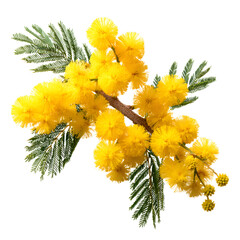 Vibrant Mimosa Flower Branch Isolated on White Background for Stunning Botanical Designs © William