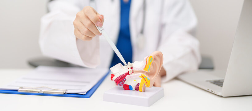 Doctor with human Ear anatomy model. Ear disease, Atresia, Otitis Media, Pertorated Eardrum, Meniere syndrome, otolaryngologist, Ageing Hearing Loss, Schwannoma and Healthcare medical concept
