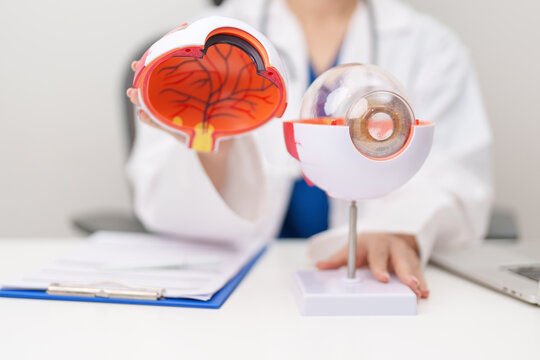 Doctor with human Eye anatomy model with magnifying glass. Eye disease, Refractive Errors, Age Related Macular Degeneration, Cataract, Diabetic Retinopathy, Glaucoma, Amblyopia, Strabismus and Health