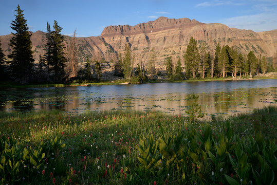 Summer wildflowers beside a lake in Utah's Uinta Mountains.