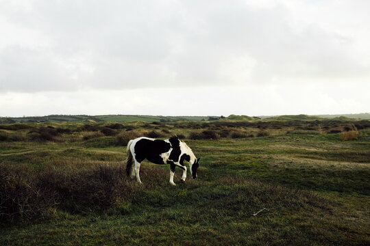 Rural landscape with horse and stormy clouds in countryside