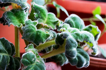 Vibrant green leaves flourish in a sunny indoor garden setting