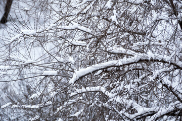 Winter branches covered in fresh snow create a magical scene