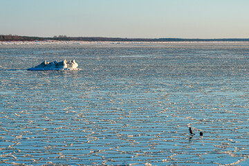 Frozen Baltic Sea in Latvia with Ice Floes and Seabirds on Winter Coastal Waters © Zigmunds