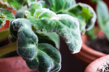 Fuzzy green leaves shining in the warm sunlight at home