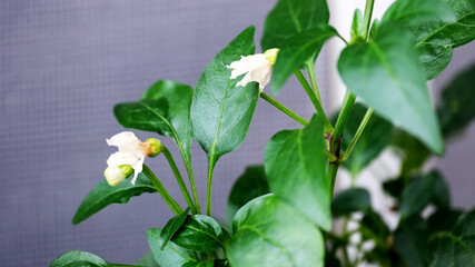 White blossoms emerge on green leaves in a cozy indoor setting