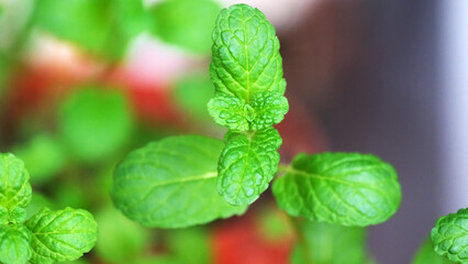 Fresh mint leaves glisten in the morning light of a vibrant garden