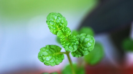 Lush green mint leaves thriving in a sunny garden