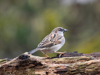 Haussperling, Passer domesticus