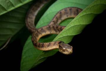 Naklejka premium Keeled slug snake (Pareas carinatus) resting on large green leaf, The keeled snail snake (Pareas carinatus) on a green leaf is stalking its prey
