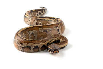Fototapeta premium Python brongersmai snake closeup on isolated background, Python brongersmai closeup, Sumatra blood python closeup