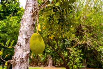 Large Jackfruit Fruit on Tree in Exotic Plantation