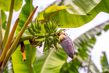 Green Banana Bunch with Purple Banana Flower on Tree
