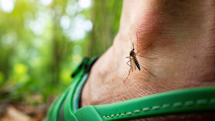 Mosquito on human skin in outdoor environment, mosquito bite risk, disease vector awareness, tropical disease prevention, focus on mosquito control, environmental health, travel precautions
