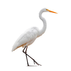 Obraz premium Elegant Great Egret Balanced on One Leg in Serene Pose PNG on Transparent Background