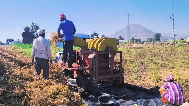 Rural farmers & laborers process dry chickpea crop with a thresher machine during the Rabi harvest. They talk & coordinate under the sun, performs work sustains millions of household. No faces visible