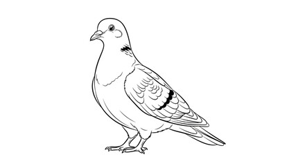 Fototapeta premium Pigeon outline drawing, simple line art of a bird, isolated on white background